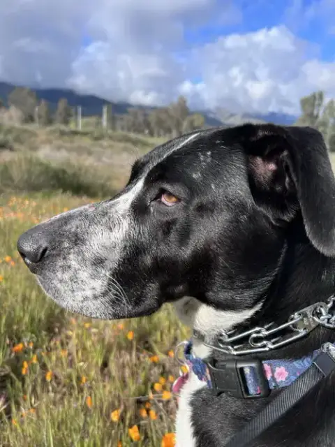 Lola photo 5