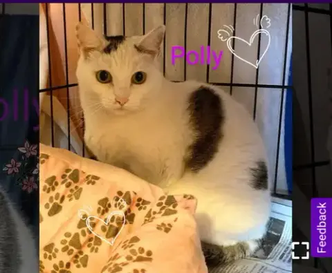 Polly- I Need A Foster! photo 2