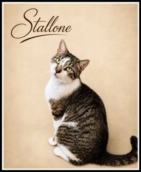 Stallone