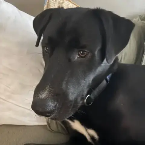 Nico