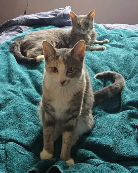 Peaches