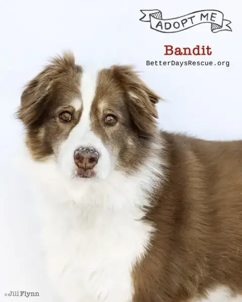 Banditt **Pending Adoption**