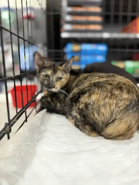 Minnie