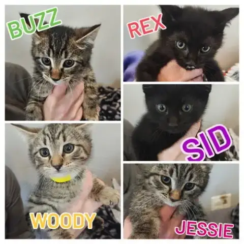 Bo Peep'S Jessie Kitten photo 3