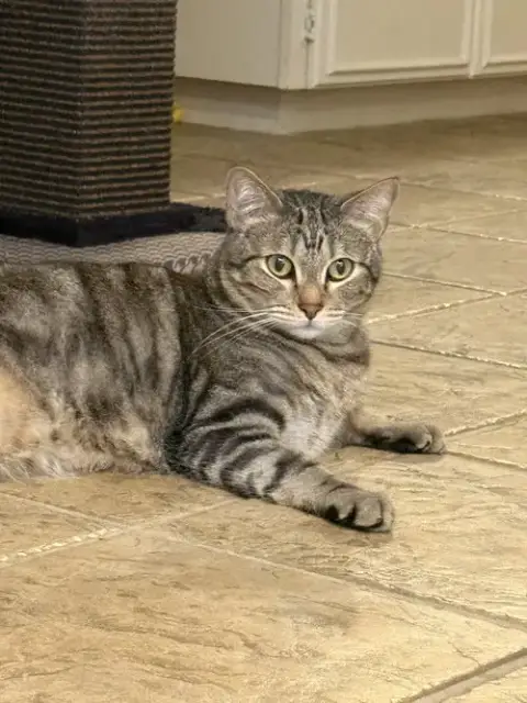 Loki photo 2