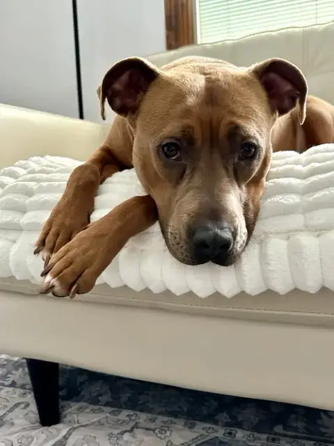 Gigi photo 3