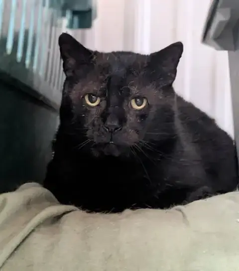 Onyx