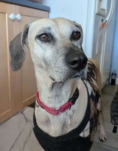 Arya photo 2