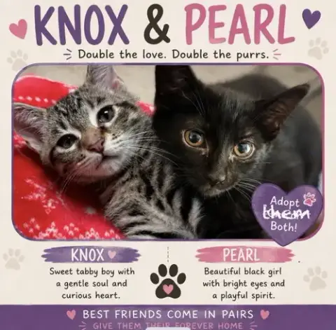 Kittens photo 4