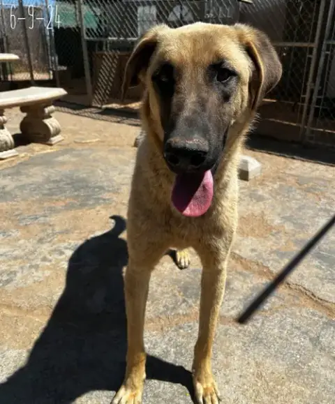 Corky- ** Wonderful Pal! photo 2