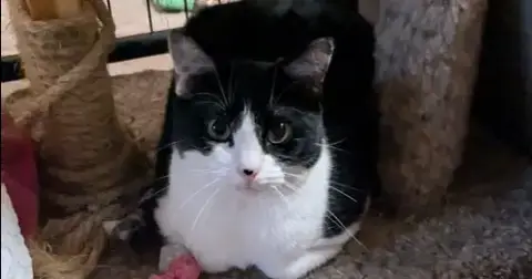 Domino