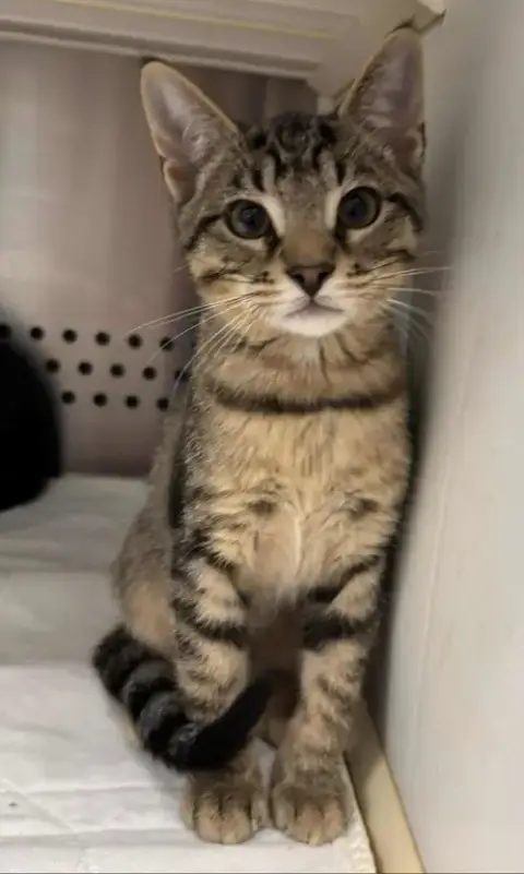 Linus:  Not At Shelter