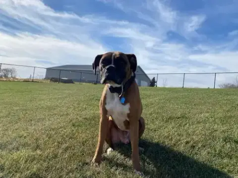 Tyson