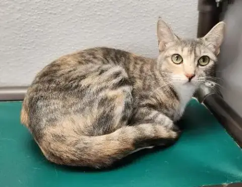 Mom Cat 27627