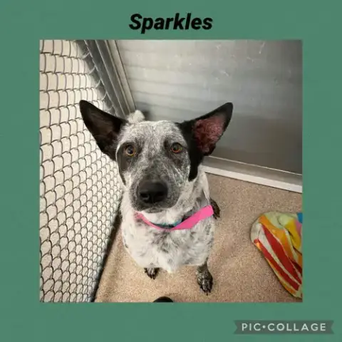 Sparkie photo 3