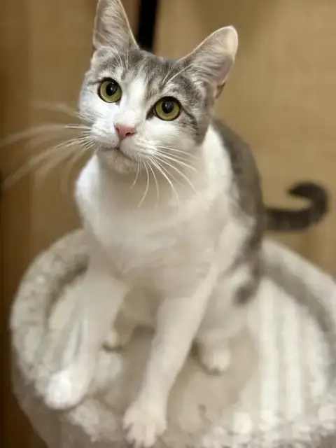 Mika