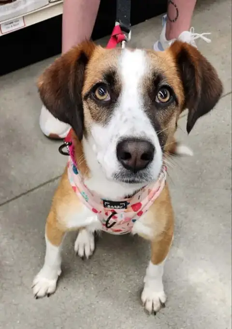 Jingle *Adopt Or Foster*