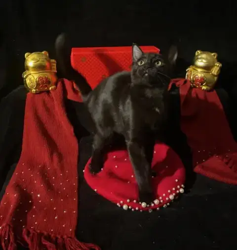 Twinkle Twinkle