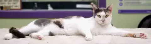 Lucy The Beautiful Dilute Calico photo 3