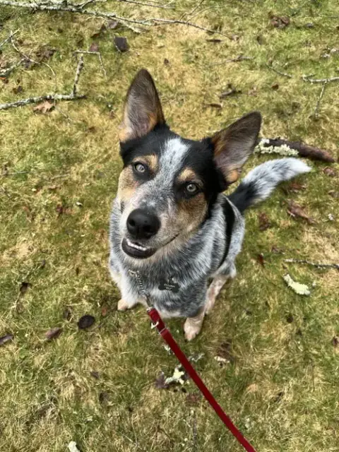 Banjo