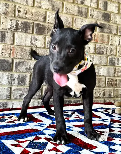 Nibs photo 3