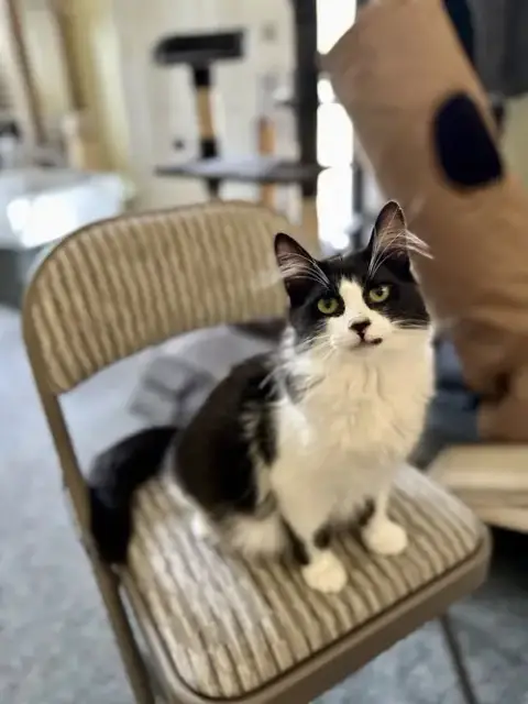 Oreo