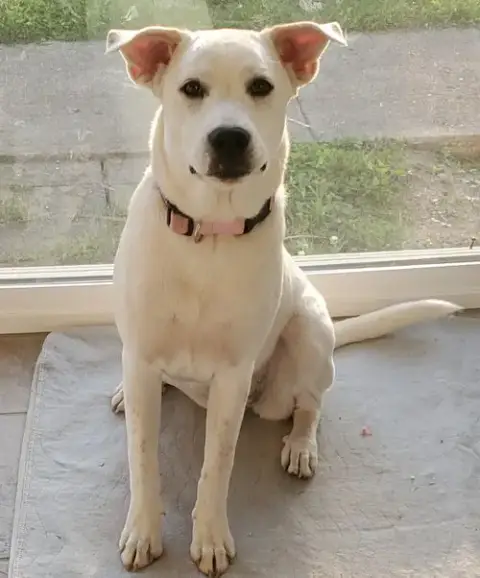 Elena