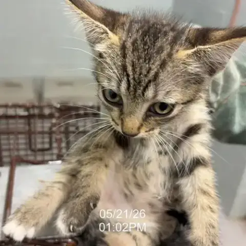 Meeko