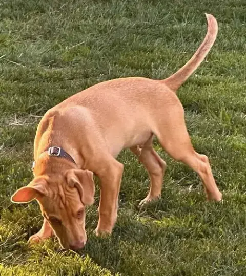 Peanut photo 4