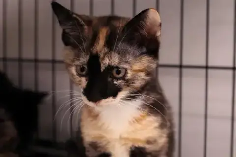 Rosemary photo 4