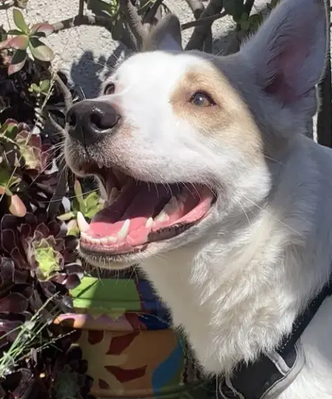 Jasper photo 4
