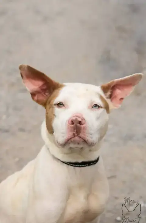 Leesa: Not At Shelter