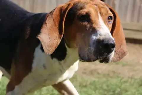 Rocko photo 5