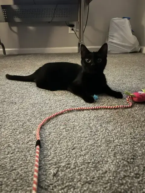 Khaleesi photo 2