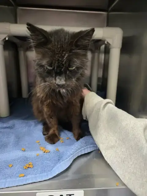 Doctor Fontaine: Not At The Shelter photo 5