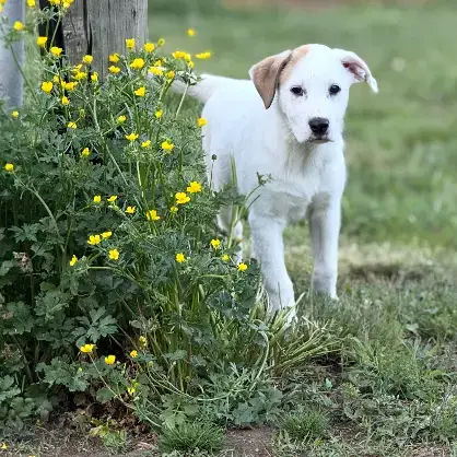 Puppy Paris