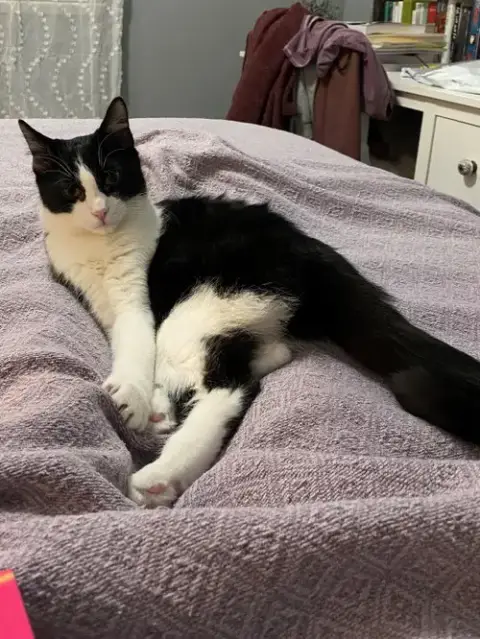 Catori photo 5