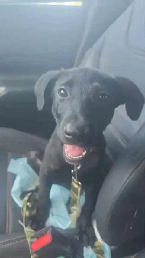 Oreo