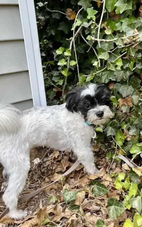 Bandit