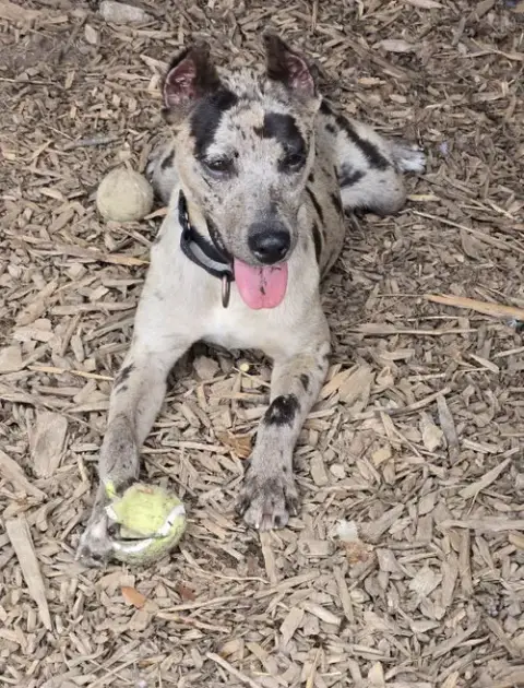 Jasmine: Not At Shelter photo 2