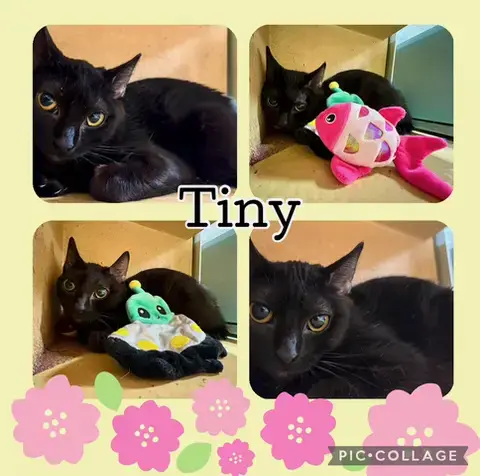 Tiny