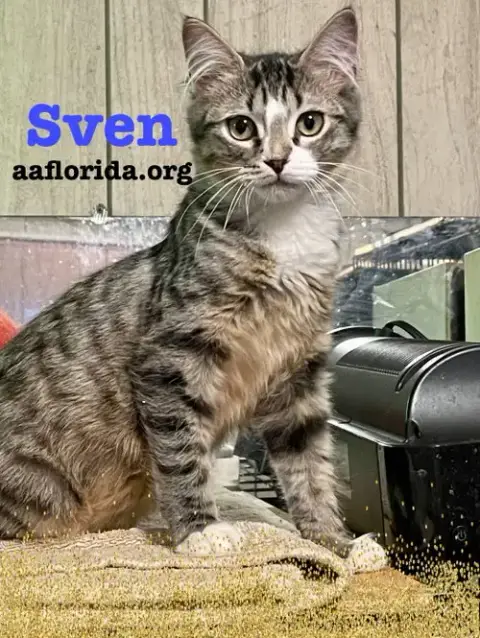 Sven photo 3