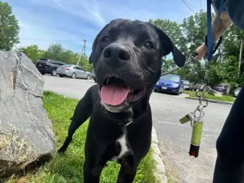 Goofy
