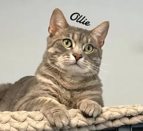 Ollie photo 2