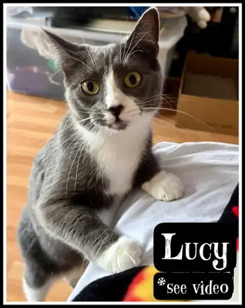 Lucy