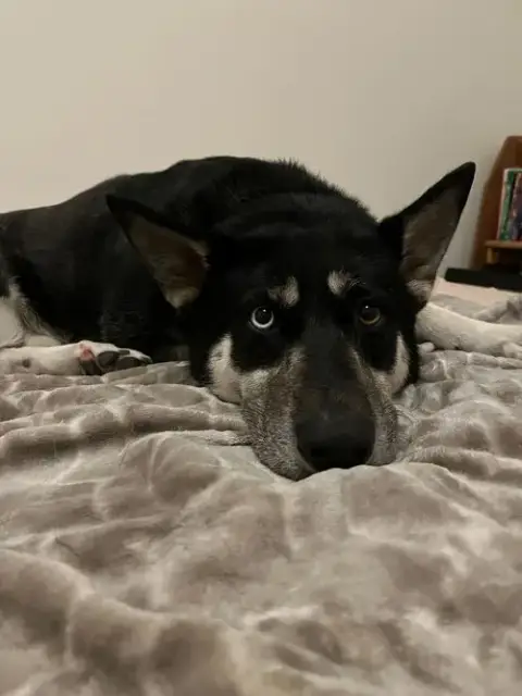 Shayla photo 3