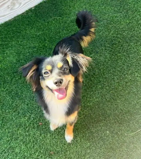 Rocket