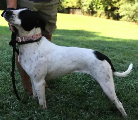 Dottie *Urgent Foster/Adopter Needed! photo 3