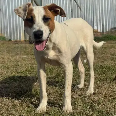 Bandit photo 2