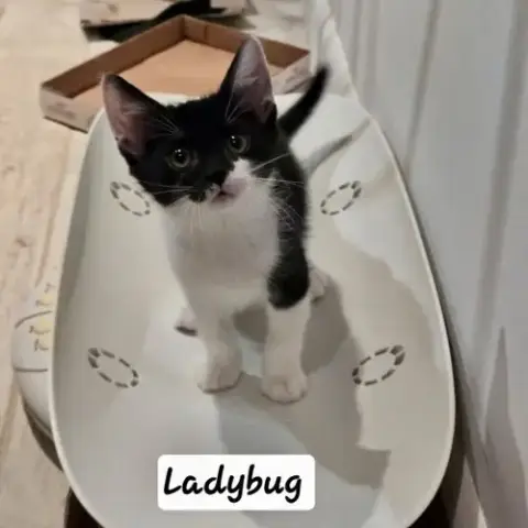 Ladybug photo 3